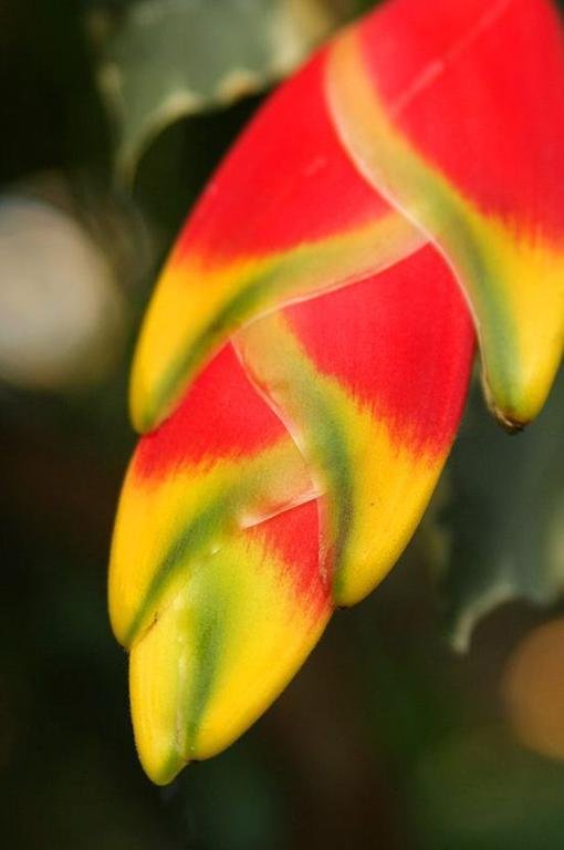 Отель The Fiji Orchid Лаутока Экстерьер фото