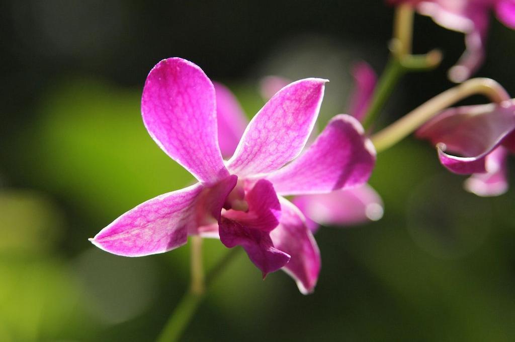 Отель The Fiji Orchid Лаутока Экстерьер фото