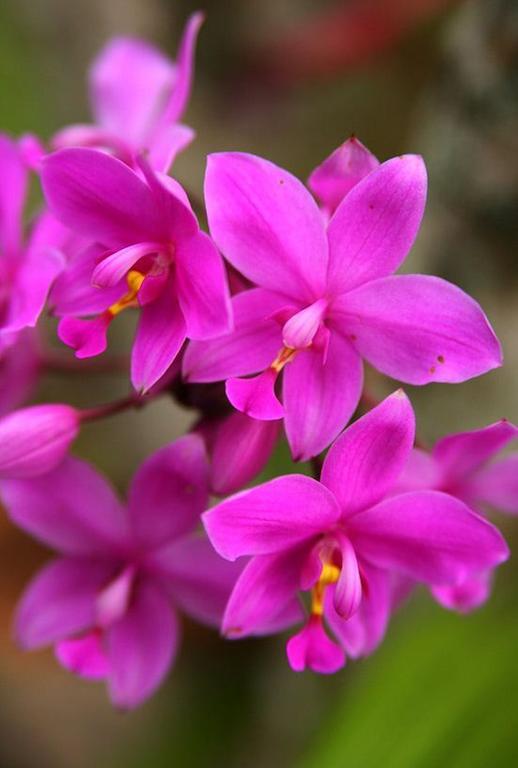Отель The Fiji Orchid Лаутока Экстерьер фото