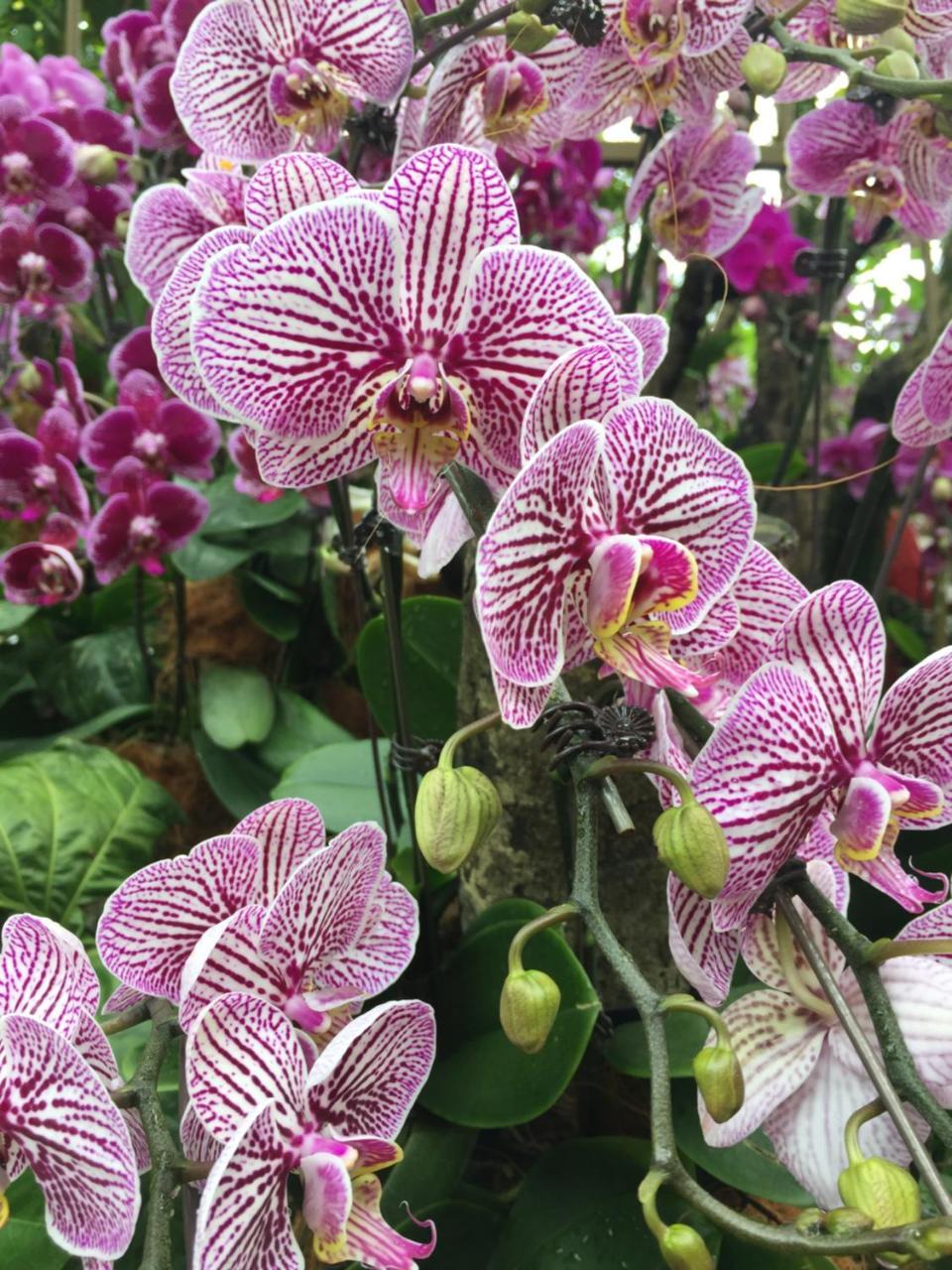 Отель The Fiji Orchid Лаутока Экстерьер фото